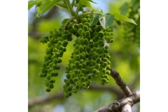 Image Black walnut